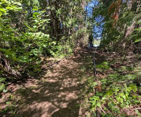 Superior National Forest Campsite #596