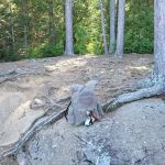 BWCA Campsite #751