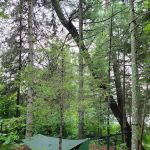 BWCA Campsite #1614