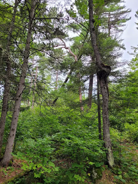 BWCA Campsite #1614 Picture 3