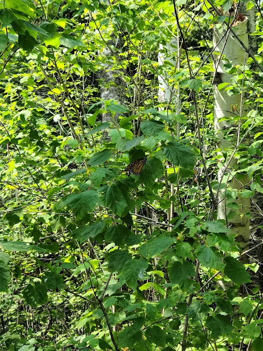 Harriet Lake Rustic Campground Picture 6