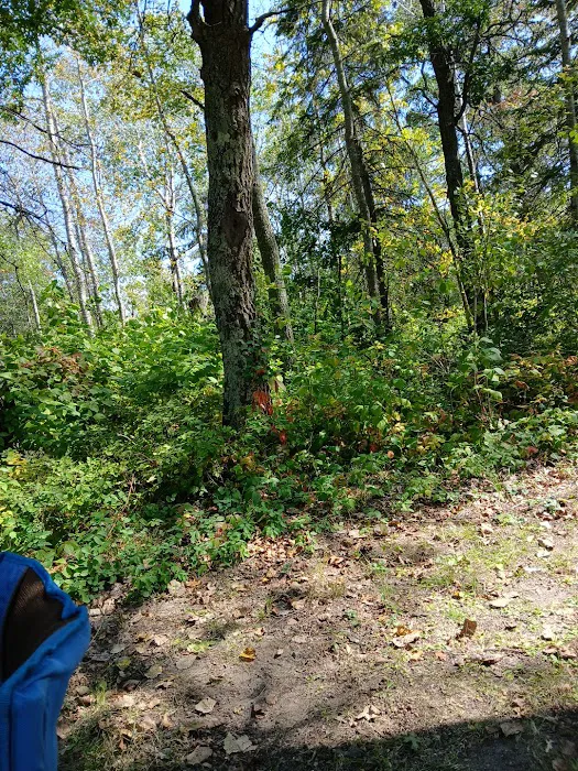 Mantrap Lake Campground Picture 5