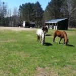 Shell City Horse Camp