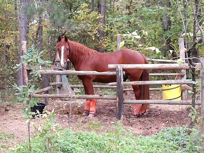 Shell City Horse Camp Picture 5