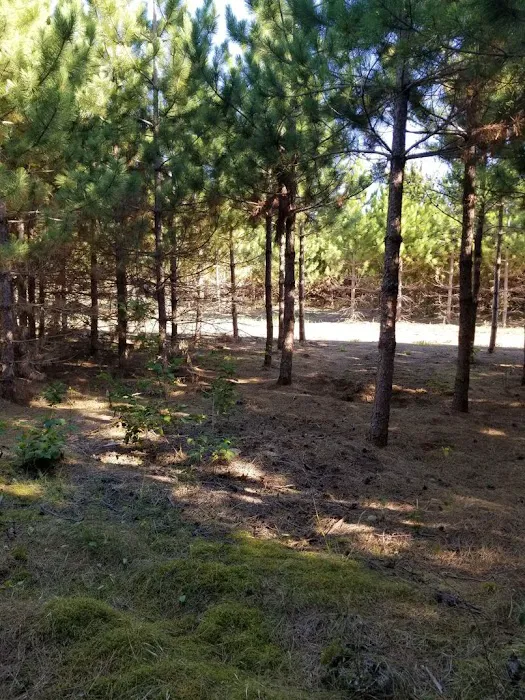RV There Yet Campground Picture 4