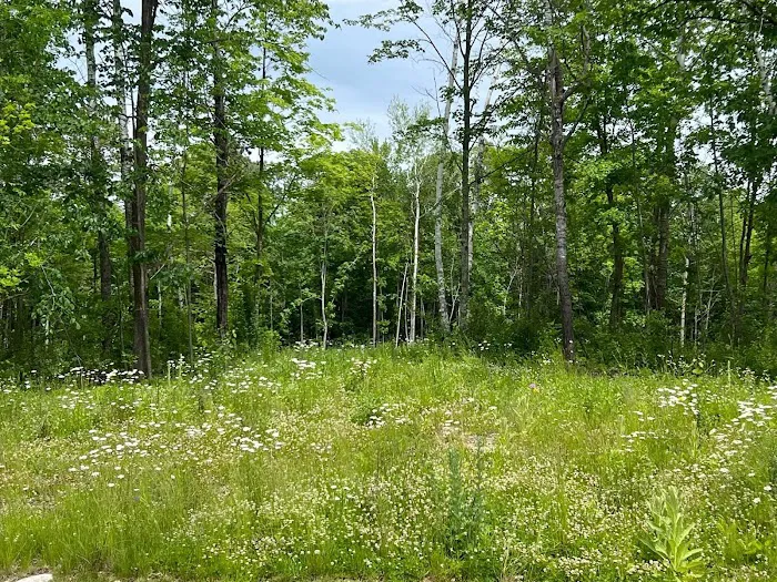 In the woods campground Picture 5