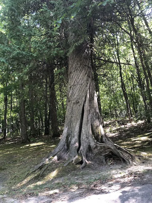 Leech Lake Recreation Area Picture 5