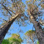 Williams Narrows campground