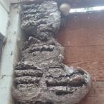 Star Island Campground