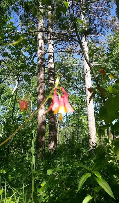 Cass Lake Campground Picture 9