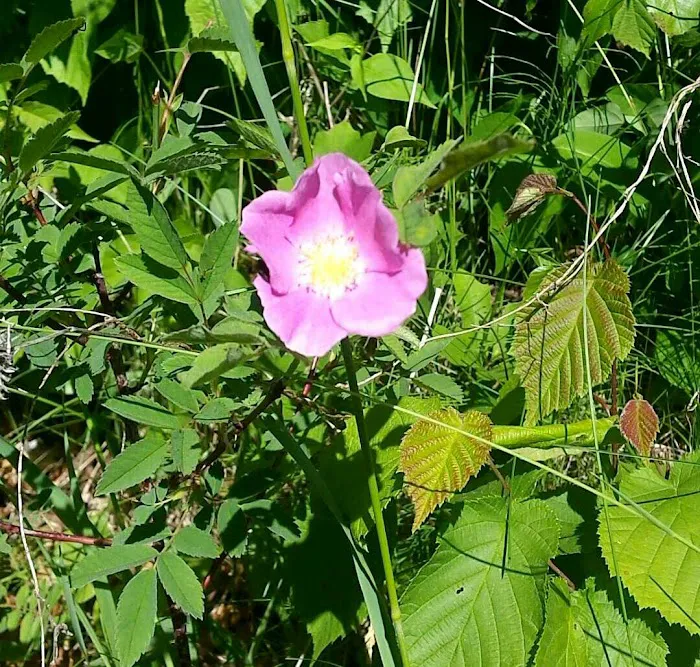 Cass Lake Campground Picture 4