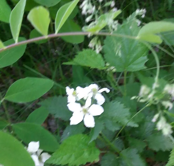 Cass Lake Campground Picture 3