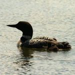 North Star Resort of Leech Lake