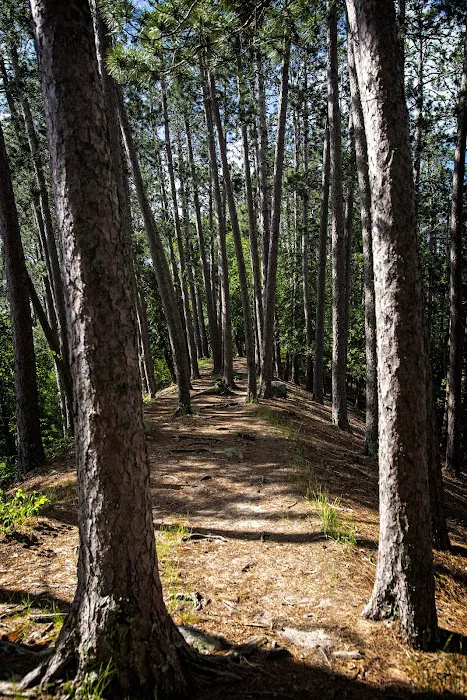 Chase Point Campground Picture 7