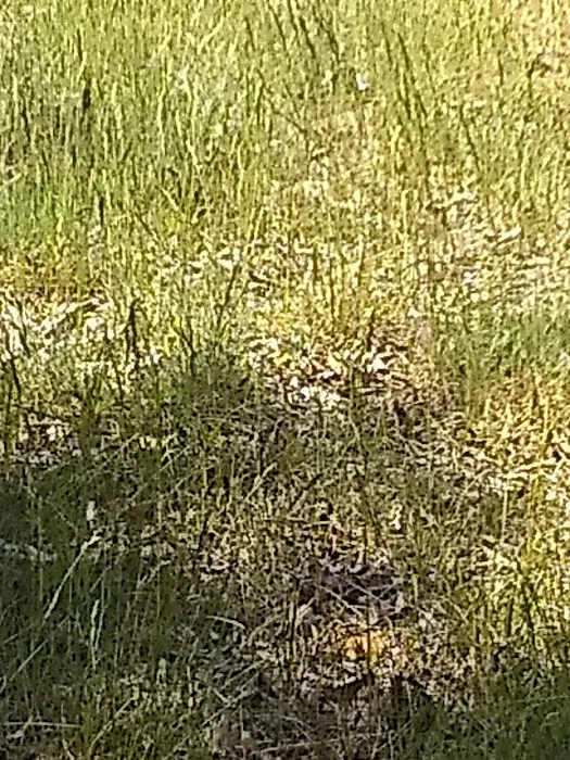 Knob Hill Campground Picture 1