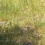 Knob Hill Campground