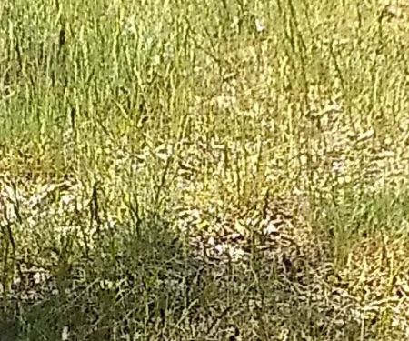 Knob Hill Campground