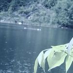 Maplewood Group Camp