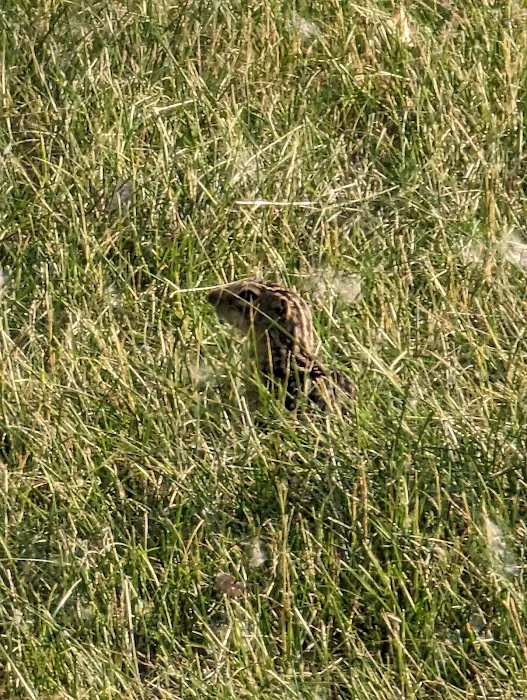 Pomme De Terre Campground Picture 5