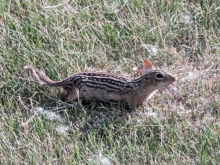 Pomme De Terre Campground Picture 6