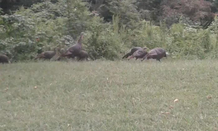 Alta Villa Estates Picture 7