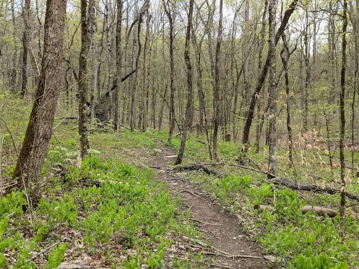 Raccoon Valley at Volunteer Park Picture 10