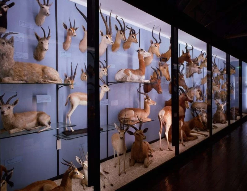 The Top Taxidermy and Natural History Museums for the Curious