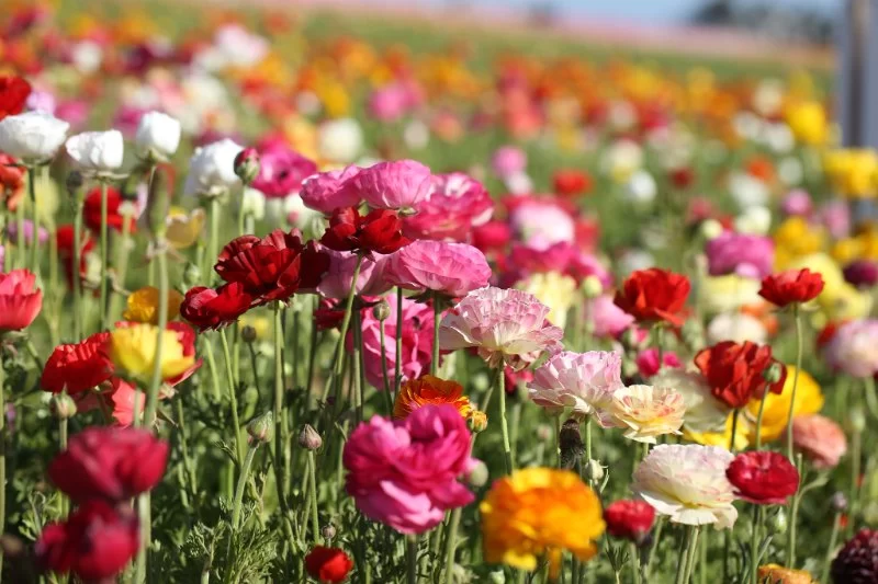The Most Beautiful Flower Fields and Festivals in the USA
