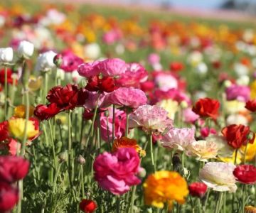 The Most Beautiful Flower Fields and Festivals in the USA