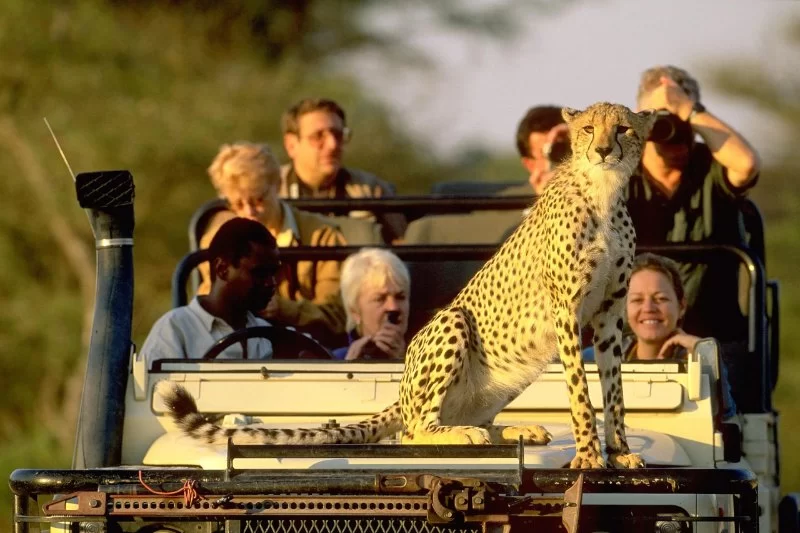 The Call of the Wild: Best Luxury Adventure Travel Experiences Around the World