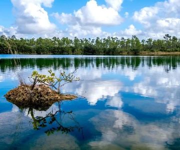 A Guide to the Best Time to Visit the Florida Everglades