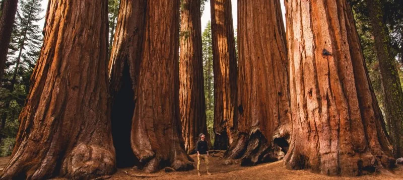 A Guide to Visiting the Redwood and Sequoia National Parks