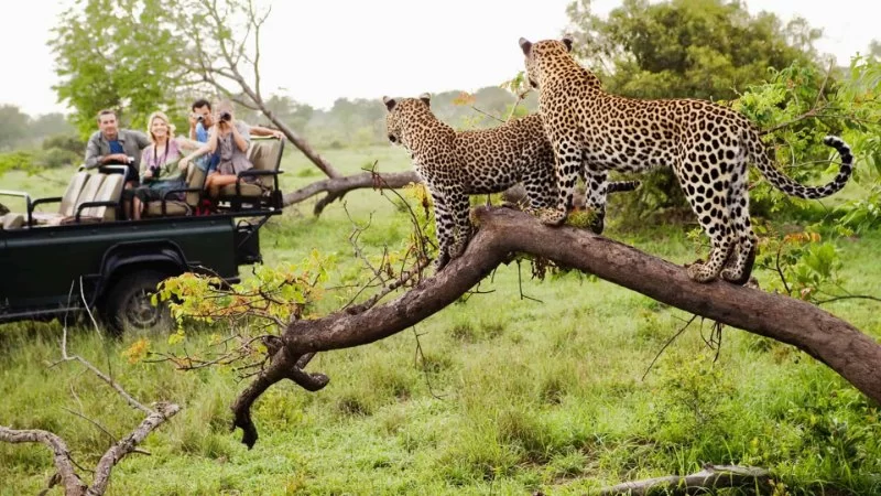 Ultimate Luxury Wildlife Tours in Africa: Experience the Best Safari Destinations