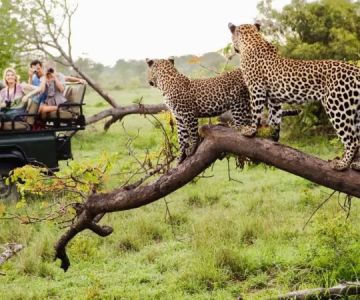 Ultimate Luxury Wildlife Tours in Africa: Experience the Best Safari Destinations