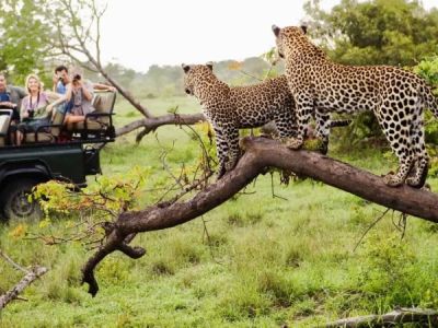 Ultimate Luxury Wildlife Tours in Africa: Experience the Best Safari Destinations