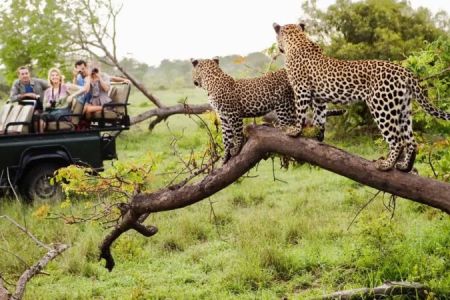 Ultimate Luxury Wildlife Tours in Africa: Experience the Best Safari Destinations