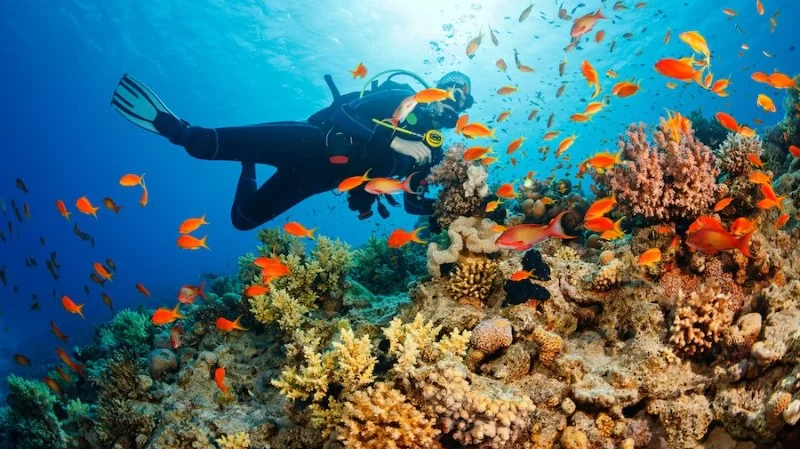 Top Destinations for Luxury Diving Vacations