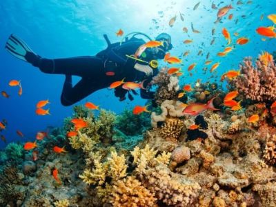 Top Destinations for Luxury Diving Vacations