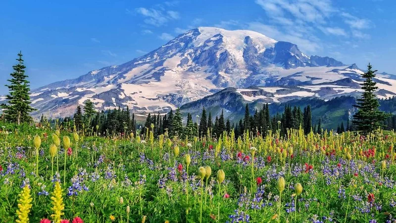 Best Places to See Wildflowers in Bloom Across the U.S.