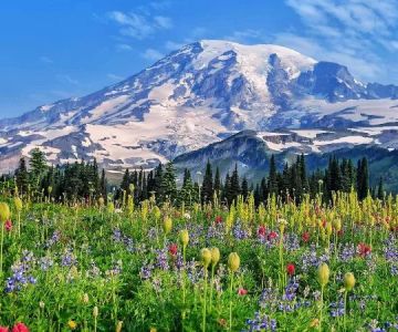 Best Places to See Wildflowers in Bloom Across the U.S.
