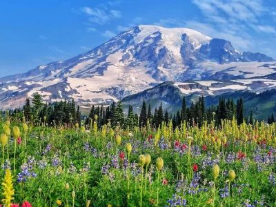 Best Places to See Wildflowers in Bloom Across the U.S.