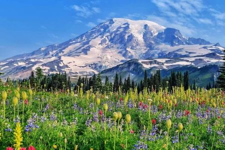 Best Places to See Wildflowers in Bloom Across the U.S.