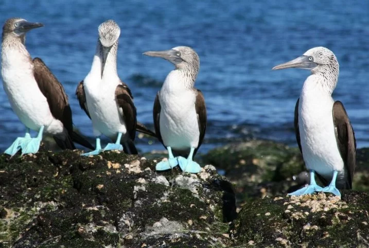 Best U.S. National Parks for Bird Watching: Top Destinations for Avian Enthusiasts