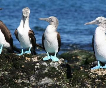 Best U.S. National Parks for Bird Watching: Top Destinations for Avian Enthusiasts