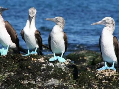 Best U.S. National Parks for Bird Watching: Top Destinations for Avian Enthusiasts