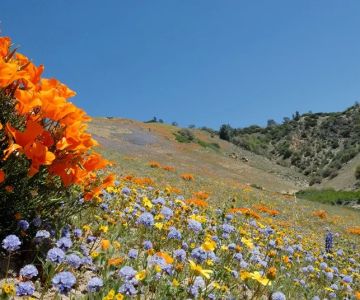 Best National Parks for Spring Wildflower Blooms
