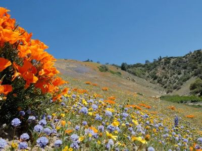 Best National Parks for Spring Wildflower Blooms