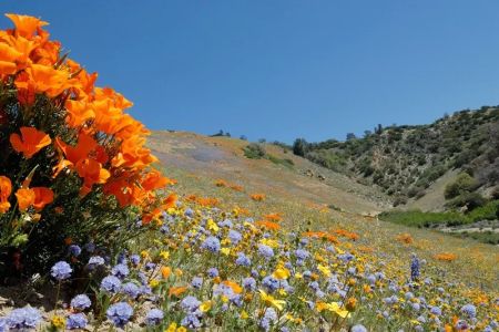 Best National Parks for Spring Wildflower Blooms