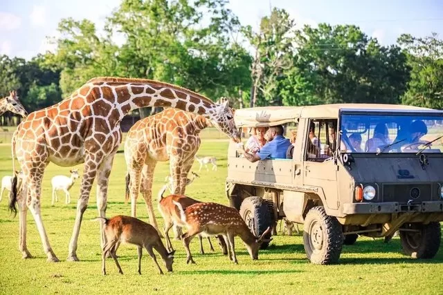 Guide to Wildlife Safaris in America’s Parks