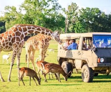 Guide to Wildlife Safaris in America’s Parks